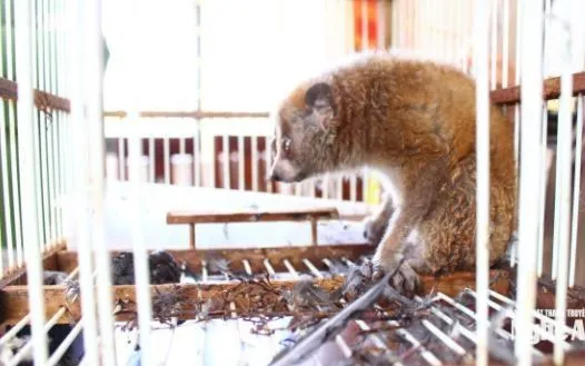Culi được ông Hồ Văn Thơm phát hiện trong lúc đang đi làm đồng. (Nguồn: Báo và Phát thanh, Truyền hình Nghệ An)