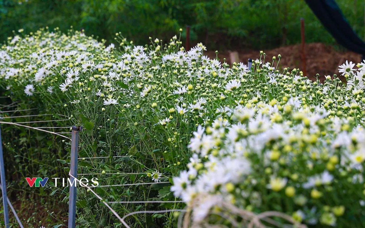 Loài hoa mang vẻ đẹp thanh tao này, còn được gọi là daisy (hoa luôn nở bừng trong ánh sáng ban mai và khép cánh khi chiều buông), chính là dấu hiệu đặc trưng nhất báo hiệu gió lạnh đầu mùa đã về. 