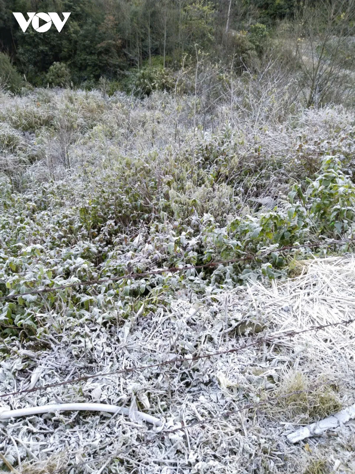 Nghệ An: Nhiệt độ xuống thấp dưới 0, băng gi&aacute; phủ trắng x&atilde; Na Ngoi - Ảnh 1.