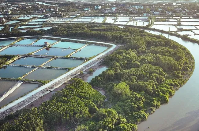 Nghệ An: Đẩy mạnh tuyên truyền, xử lý vi phạm săn bắt chim trời - Ảnh 1.