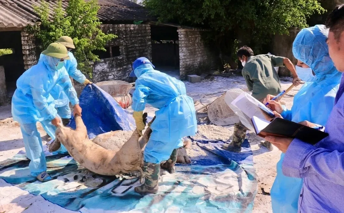 Ninh Bình: Dịch bệnh hoành hành đàn vật nuôi - Ảnh 3.