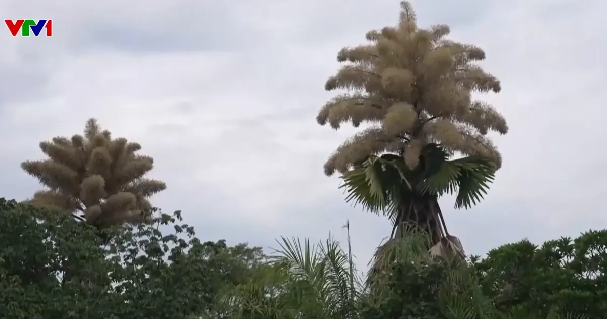 Cây cọ quý hiếm ở Brazil nở hoa một lần trong đời- Ảnh 1. Cây cọ quý hiếm ở Brazil nở hoa một lần trong đời- Ảnh 1.