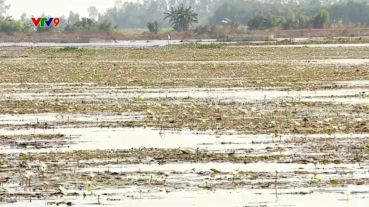 Ấn tượng Phương Nam: Bông súng ma nở trắng đồng nước miền Tây