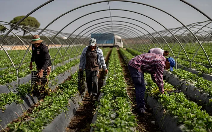 Cảnh sát thu giữ xe được cất giữ bên trong một nhà kho ở Isla Mayor, Seville, Tây Ban Nha, ngày 11/11 (Ảnh: EPA/Yonhap)