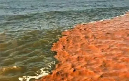 Nước biển 2 màu nước xanh và nâu đỏ kéo dài hàng chục km tại khu vực biển Tây, gần Hòn Đá Bạc, thuộc xã Đá Bạc, tỉnh Cà Mau. Ảnh: TTXVN