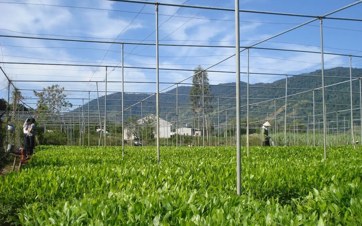 Vườn ươm giống cây lâm nghiệp - Ảnh: VGP