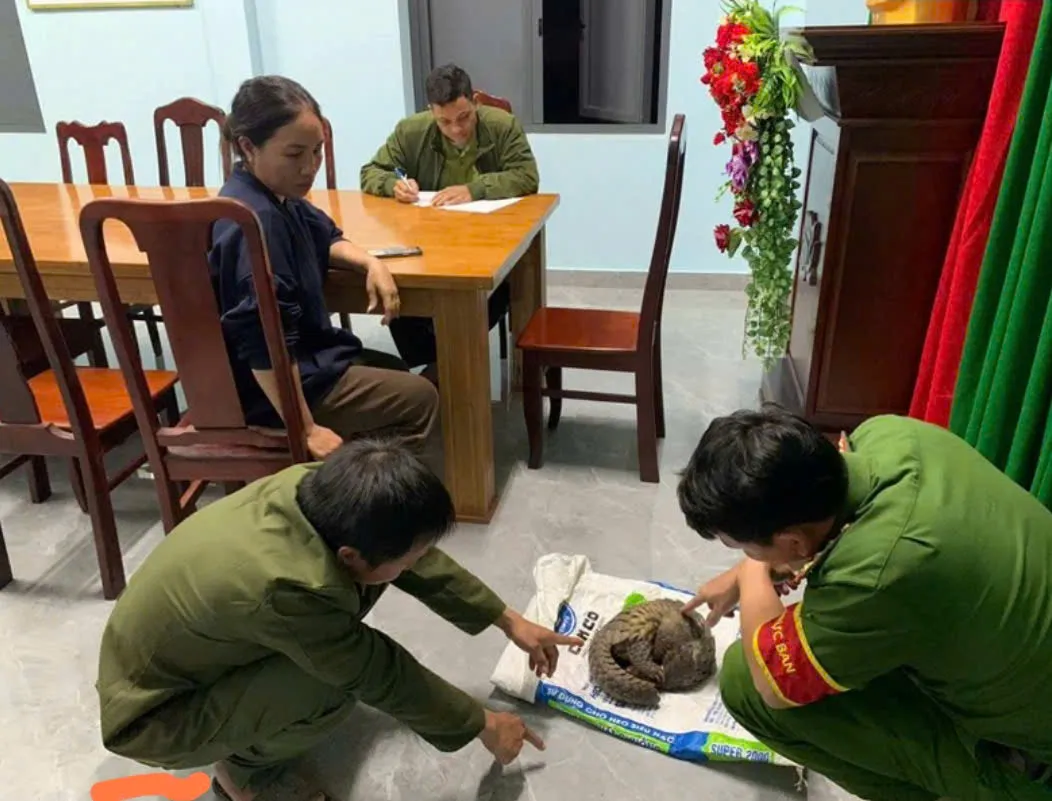 Lâm Đồng: Người dân giao nộp cá thể tê tê Java quý hiếm cho kiểm lâm Cát Tiên - Ảnh 1.