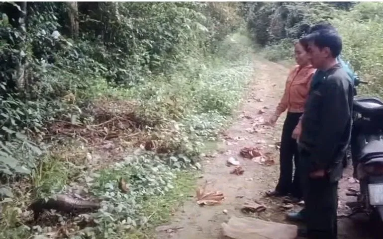 Lực lượng kiểm lâm phối hợp với chính quyền địa phương và người dân thả tê tê về tự nhiên.