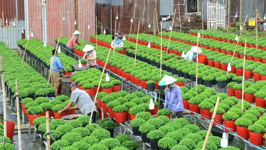 Hơn 1.000 giống hoa sẽ được trưng bày tại Festival Hoa - Kiểng Sa Đéc lần 2- Ảnh 1.