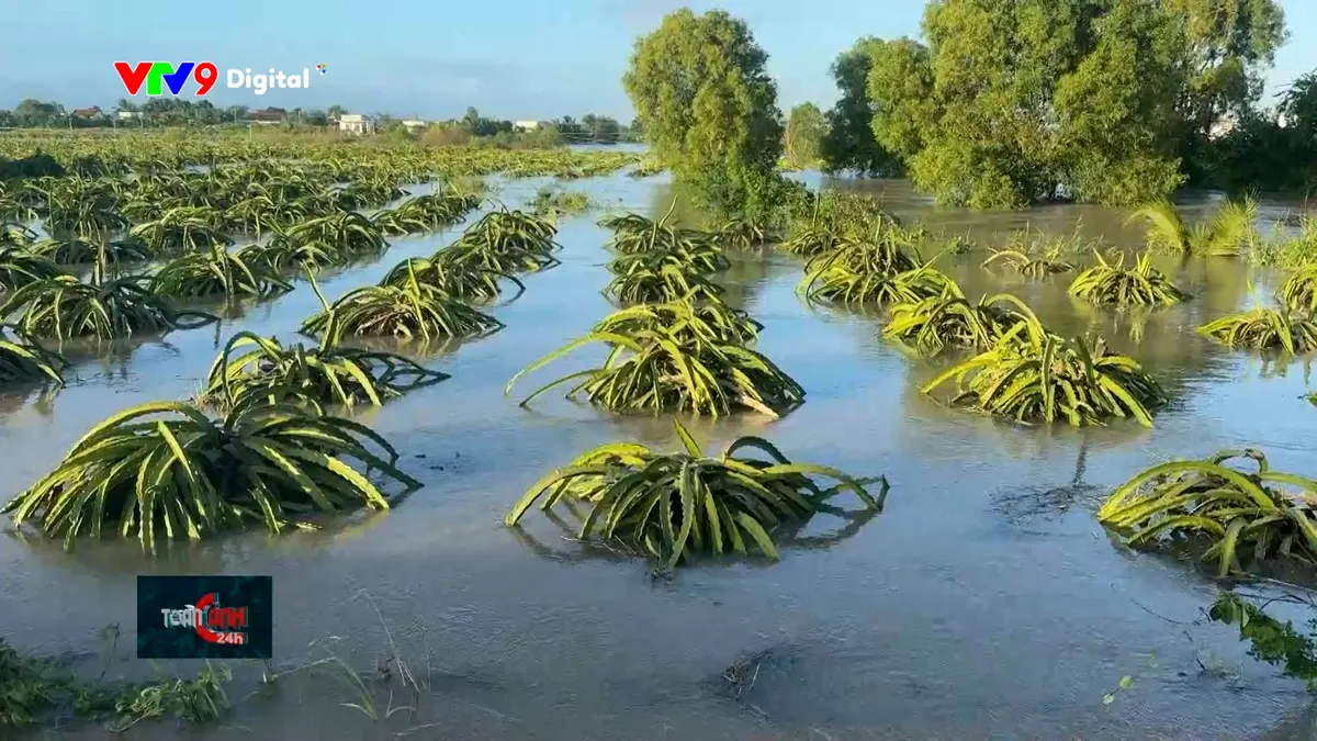 Hàng trăm hécta thanh long ngâm lũ ở Lâm Đồng