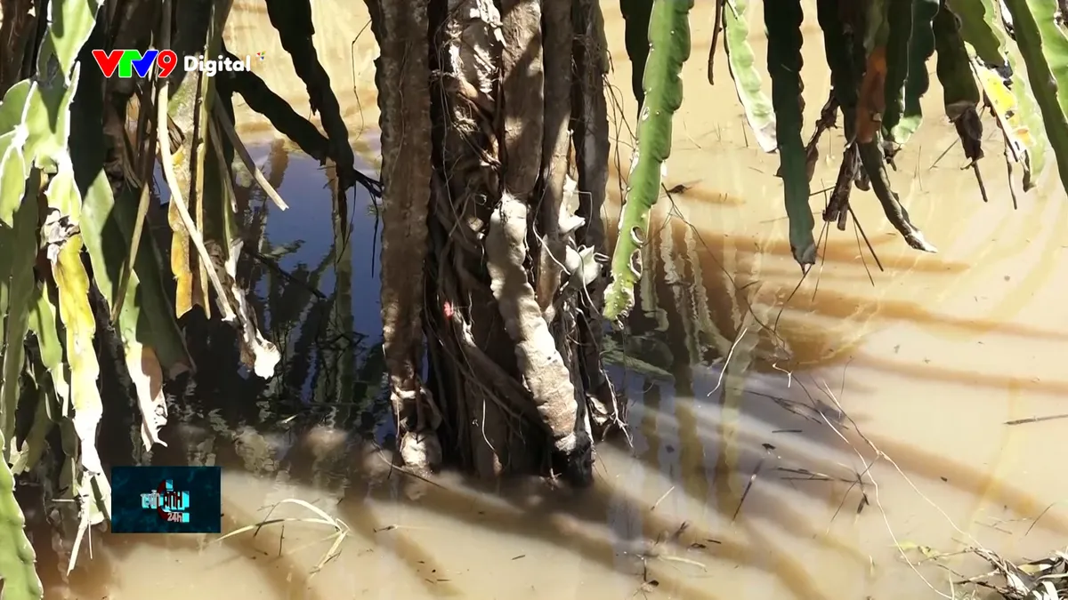 tc24h-0612-1 ngập lập đi lặp lại khiến rễ thanh long bị thối.jpg