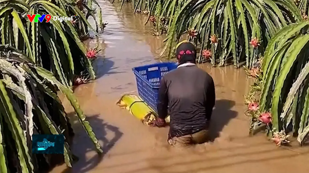 tc24h-0612-1 thu hoạch vớt.jpg