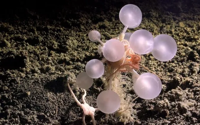 Bọt biển “death ball” ăn thịt được phát hiện ở độ sâu 3.601 m tại khu vực Trench North (Ảnh minh hoạ: The Nippon Foundation - Nekton Ocean Census/Schmidt Ocean Institute)