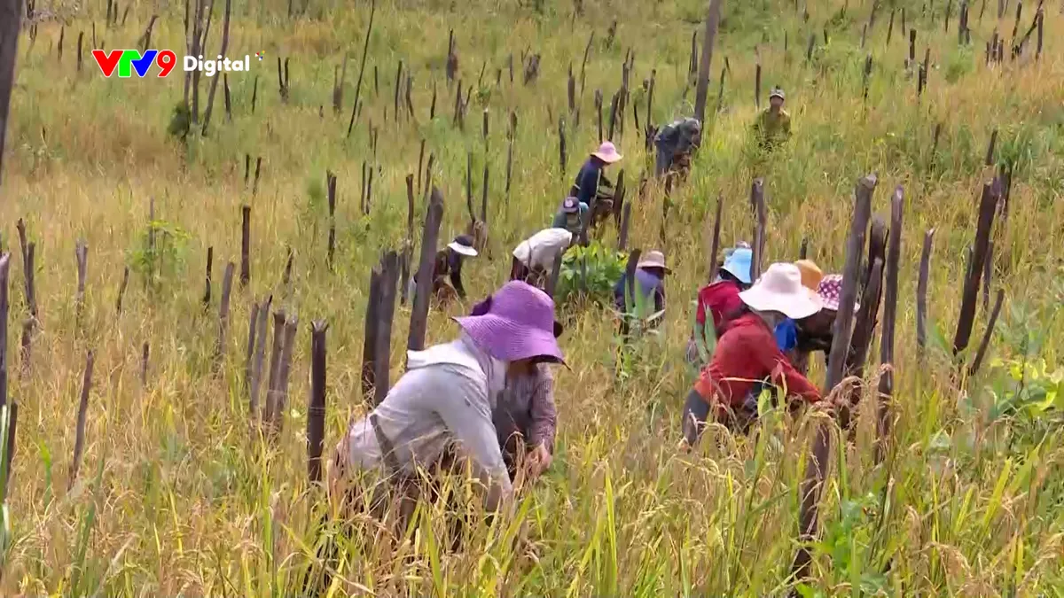 pnhn-0712-1 lúa rẫy người sê đăng.jpg