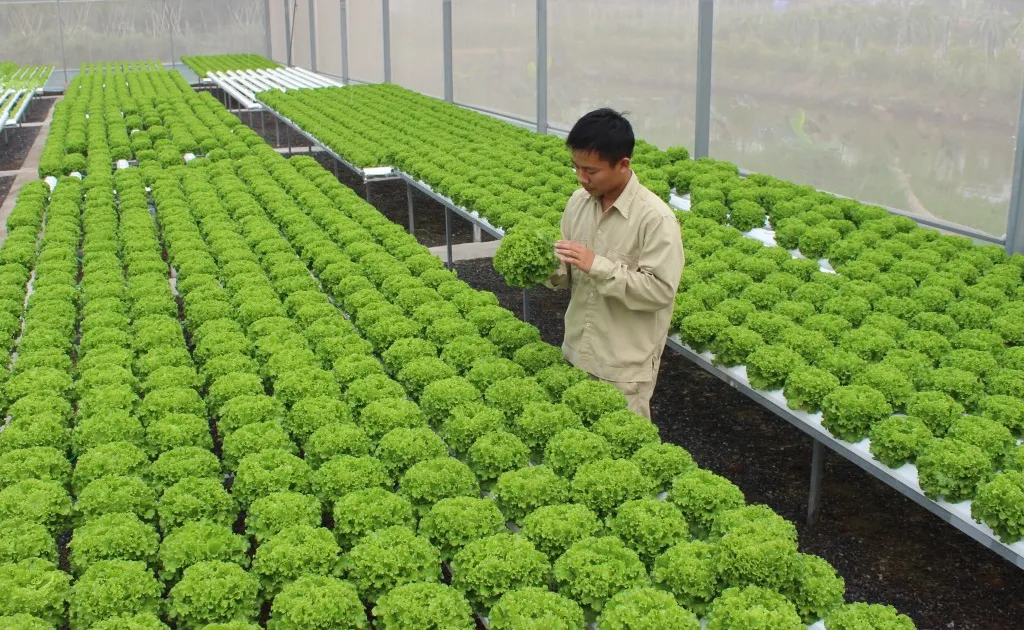 Ứng dụng AI và dữ liệu trong nông nghiệp: Cơ hội vàng để Việt Nam bứt phá - Ảnh 3.