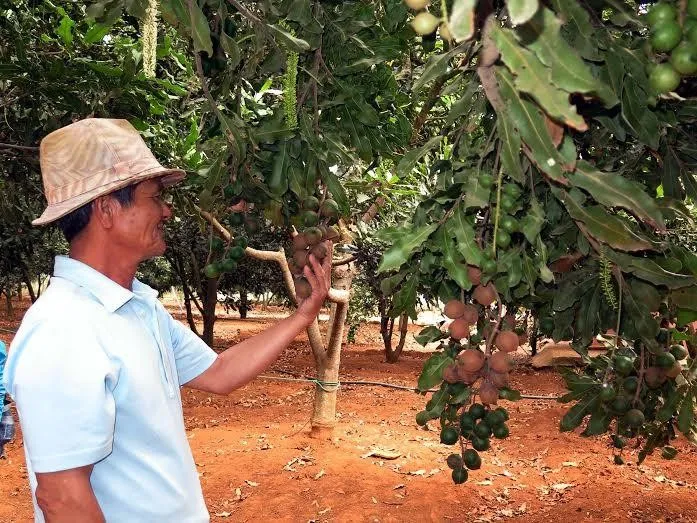 Maca Đại Việt: Khát vọng đưa hạt mắc ca "xanh" chuẩn Việt vươn tầm thế giới - Ảnh 3.