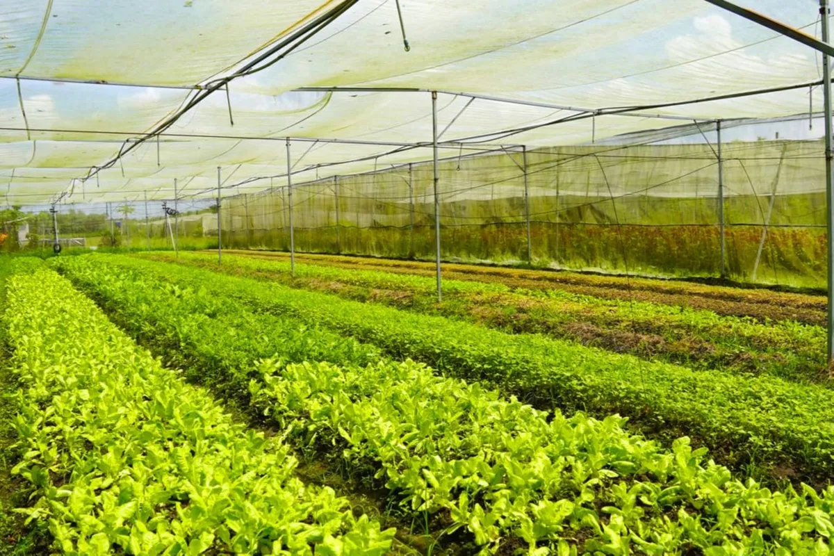 Ứng dụng AI và dữ liệu trong nông nghiệp: Cơ hội vàng để Việt Nam bứt phá - Ảnh 6.