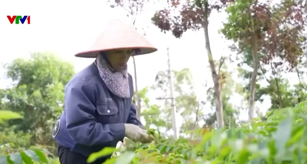 1 tỷ cây xanh - Nền móng sinh kế bền vững - Ảnh 2.