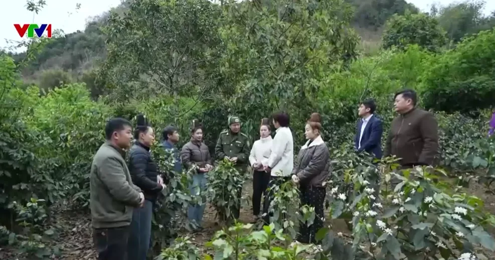 1 tỷ cây xanh - Nền móng sinh kế bền vững - Ảnh 3.