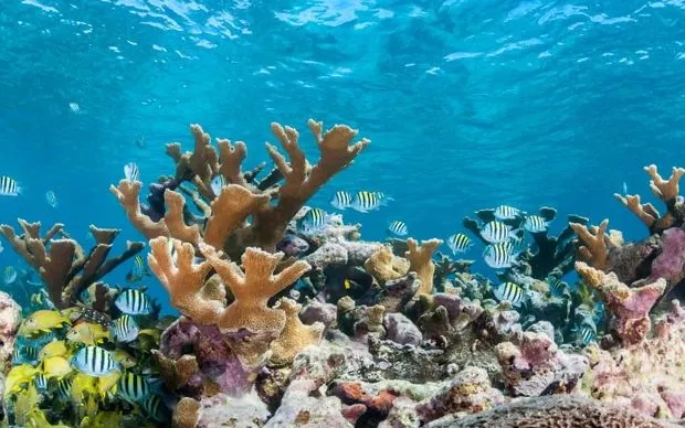 San hô cứng ngoài khơi Cuba năm 2019, khu vực trải qua mức căng thẳng nhiệt nghiêm trọng nhất vào giai đoạn 2023 - 2024 (Ảnh: Wildestanimal/Alamy)