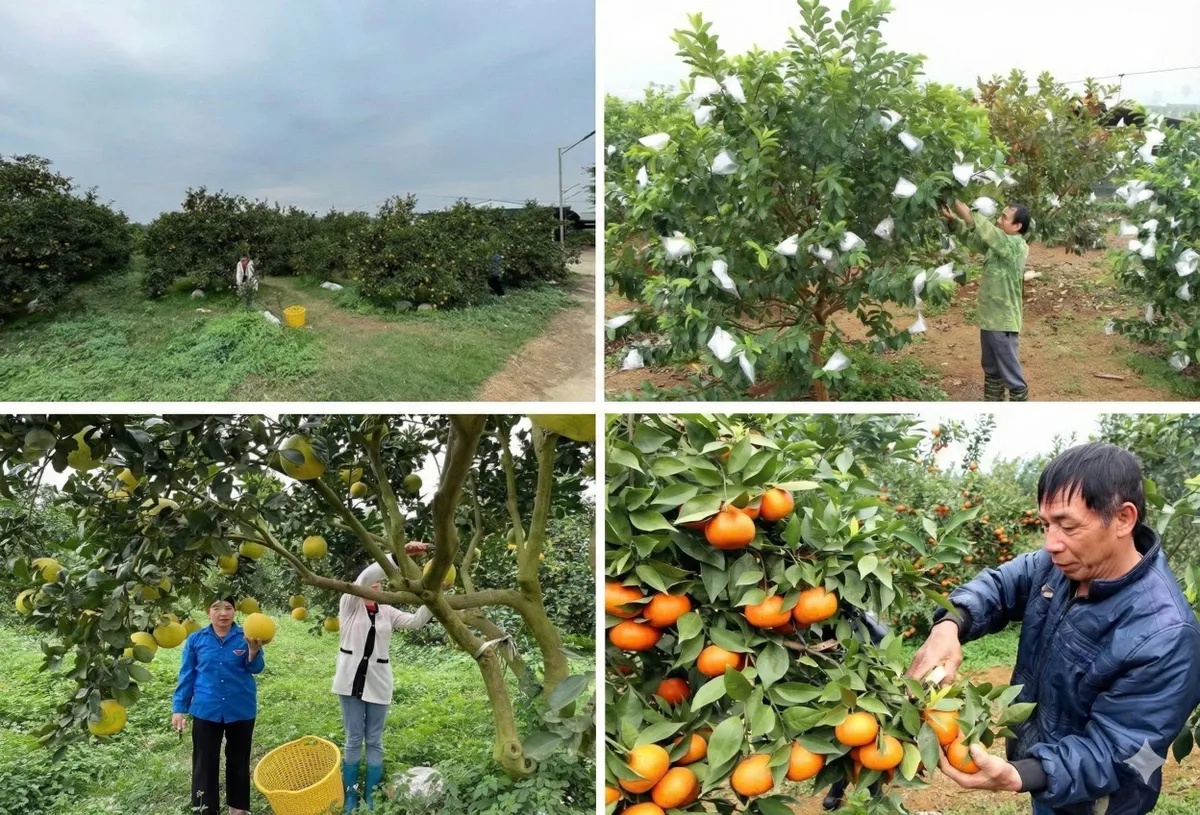 Thanh H&oacute;a: Thu ng&acirc;n s&aacute;ch gần 55 ng&agrave;n tỉ đồng, đứng đầu Bắc Trung Bộ - Ảnh 2.