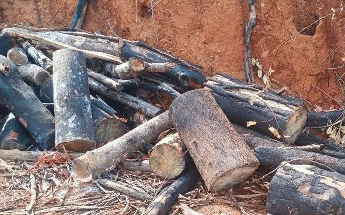 Nhiều thân cây rừng tự nhiên ở xã Kim Sơn bị cưa khúc, bỏ lại hiện trường. Ảnh: NLĐ