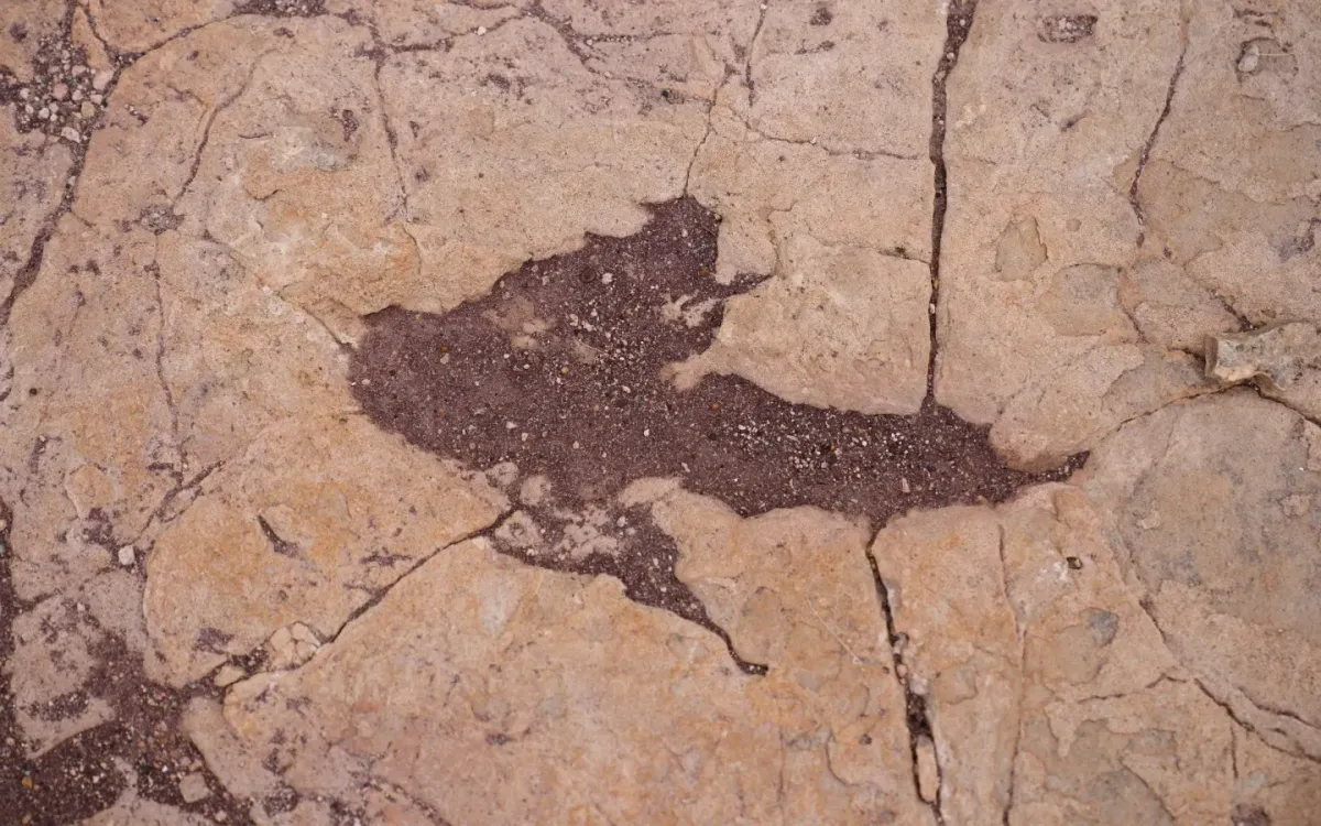 Dấu chân khủng long hóa thạch tại Carreras Pampa ở Công viên quốc gia Toro Toro, phía Bắc Potosi, ngày 6/12/2025 (Ảnh: AP)