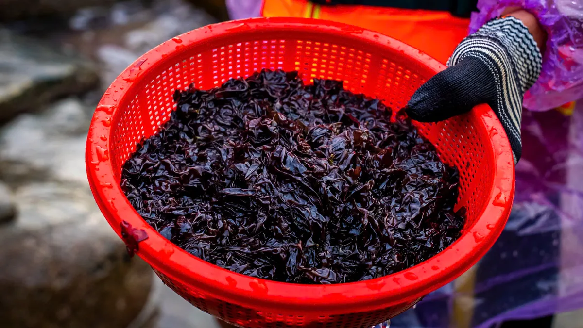 Gian nan nhặt “vàng đen” mùa biển động - Ảnh 3.