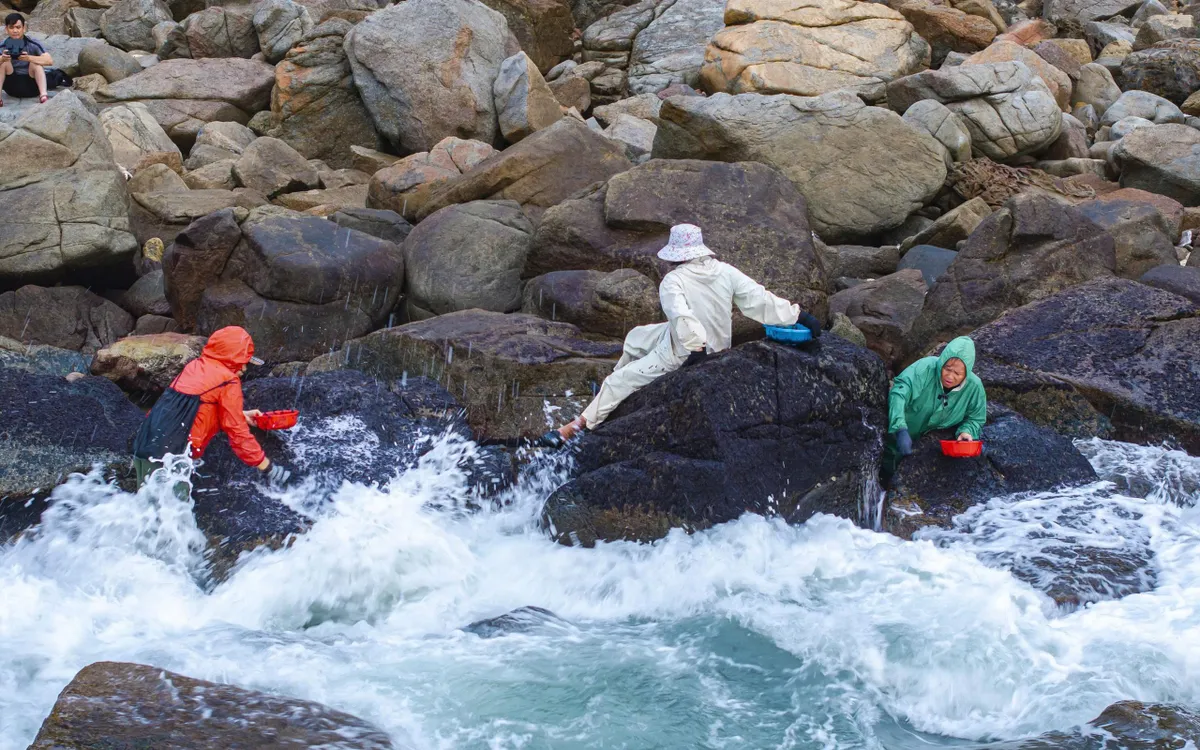 Gian nan nhặt “vàng đen” mùa biển động.