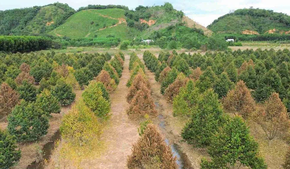 Lâm Đồng: sầu riêng chết hàng loạt sau lũ, nhiều hộ dân trắng tay - Ảnh 5.