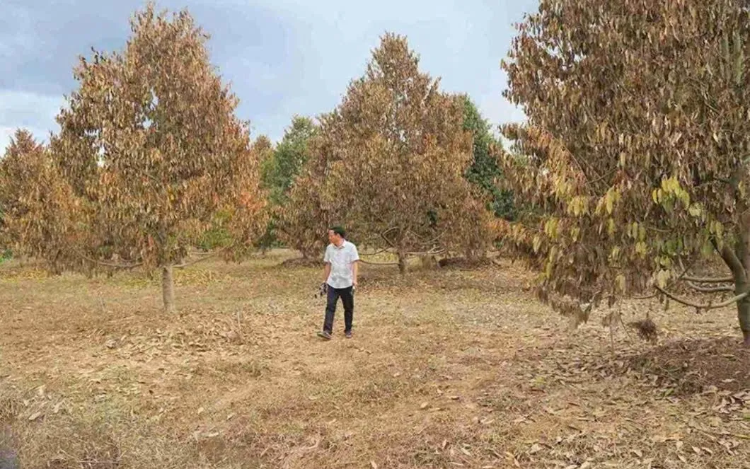 Khung cảnh hoang tàn tại một vườn sầu riêng đang chết dần sau khi bị ngập lụt tại xã Cát Tiên.