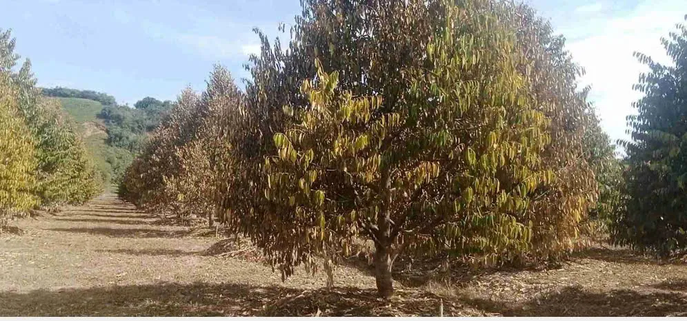 Lâm Đồng: sầu riêng chết hàng loạt sau lũ, nhiều hộ dân trắng tay - Ảnh 2.