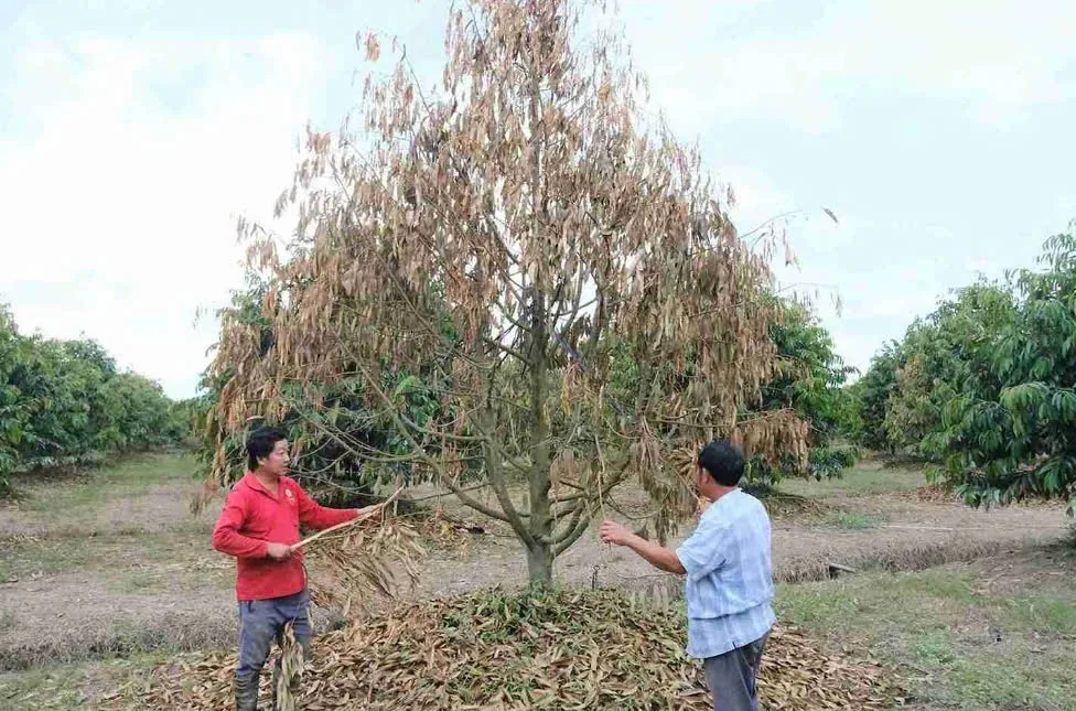 Lâm Đồng: sầu riêng chết hàng loạt sau lũ, nhiều hộ dân trắng tay - Ảnh 3.