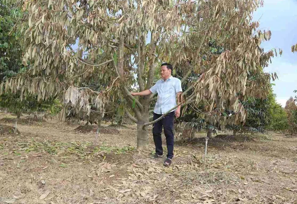 Lâm Đồng: sầu riêng chết hàng loạt sau lũ, nhiều hộ dân trắng tay - Ảnh 4.