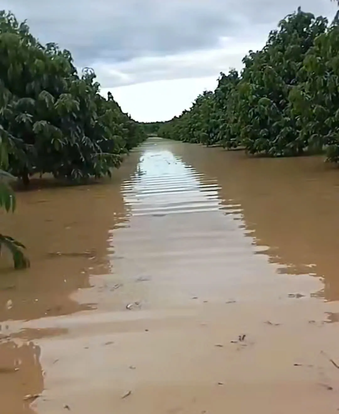 Lâm Đồng: sầu riêng chết hàng loạt sau lũ, nhiều hộ dân trắng tay - Ảnh 1.