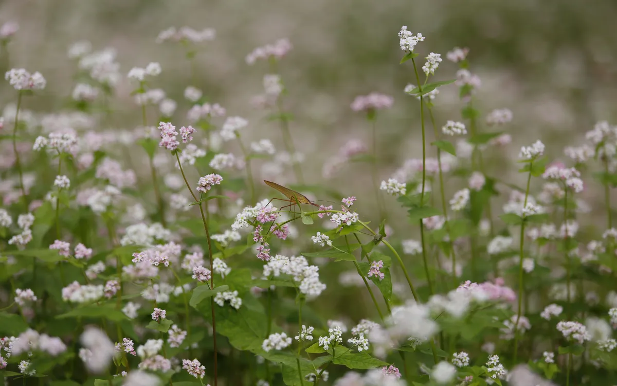 Sắc hồng mơ mộng của Tây Bắc.