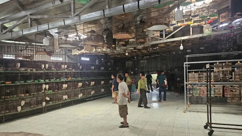 Nuôi chim cảnh để hợp thức hóa buôn bán chim hoang dã - Ảnh 1.