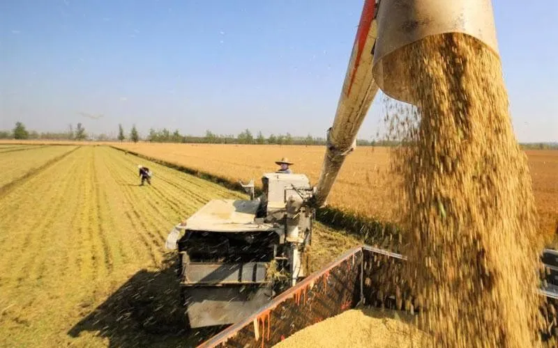 Thu hoạch lúa ở tỉnh Sơn Đông, Trung Quốc. (Ảnh: Tân Hoa Xã)