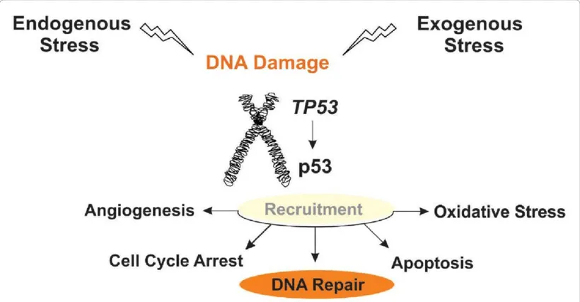 Gần 200 trẻ em trên khắp châu Âu được sinh ra từ người hiến tinh trùng mang gen đột biến gây ung thư - Ảnh 1.