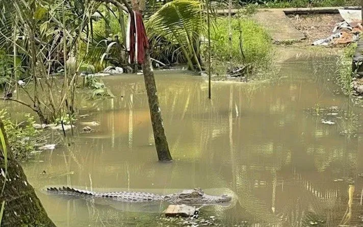 Ảnh minh họa. (Ảnh: TTXVN phát)