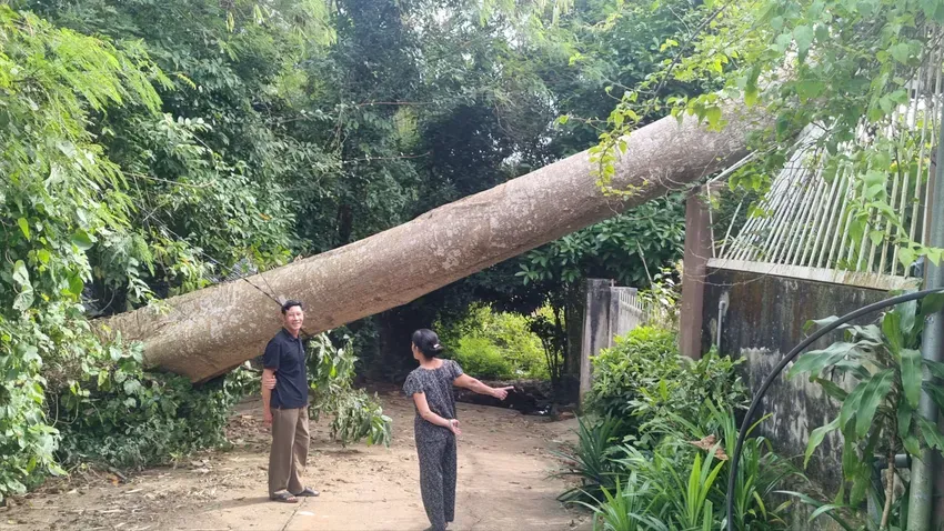 C&acirc;y cổ thụ bật gốc đ&egrave; sập nh&agrave; d&acirc;n - Ảnh 1.