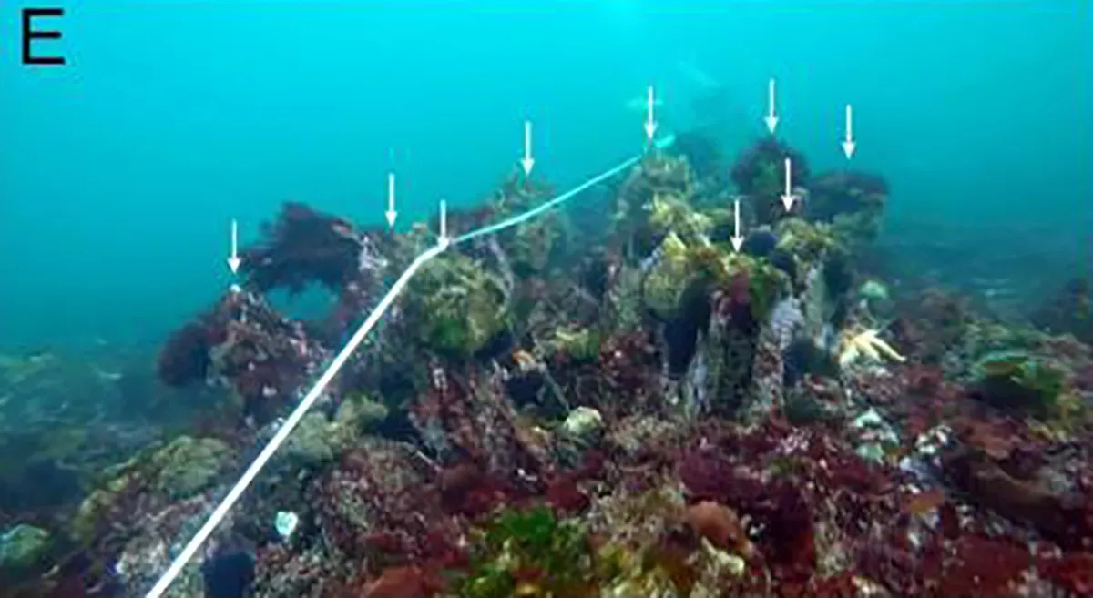 Ph&aacute;t hiện bức tường cổ ni&ecirc;n đại 7.000 năm dưới đ&aacute;y biển nước Ph&aacute;p - Ảnh 2.