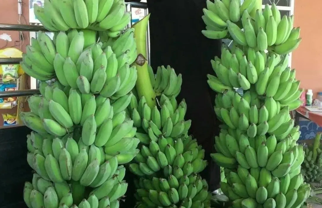 Dịch bệnh héo vàng lá chuối đang là nguy cơ làm chậm phát triển sản phẩm tiềm năng này.