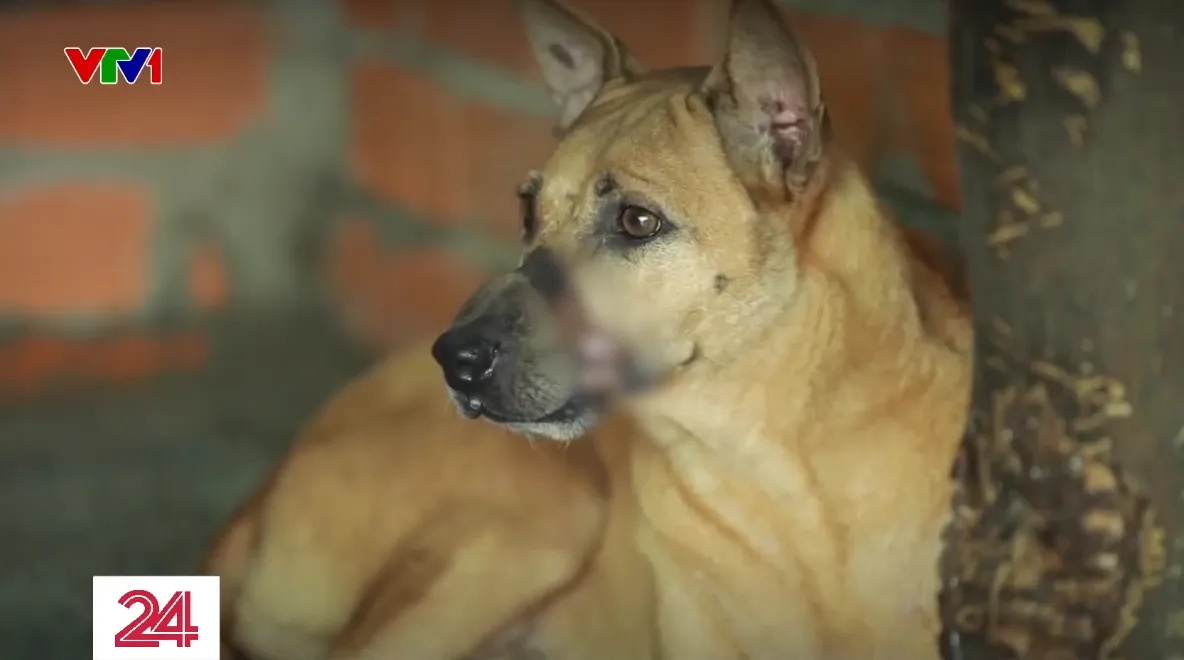 Nhức nhối nạn mua b&aacute;n, vận chuyển ch&oacute;, m&egrave;o tr&aacute;i ph&eacute;p - Ảnh 1.