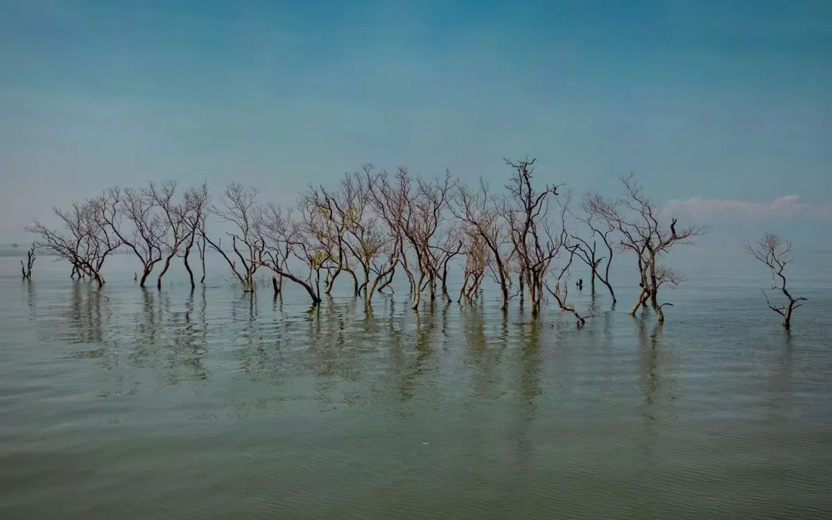 Rừng ngập mặn chết, bị ngập một phần trong nước biển dâng tại Hagonoy, Philippines, ngày 12/8/2025 (Ảnh: Getty Images)