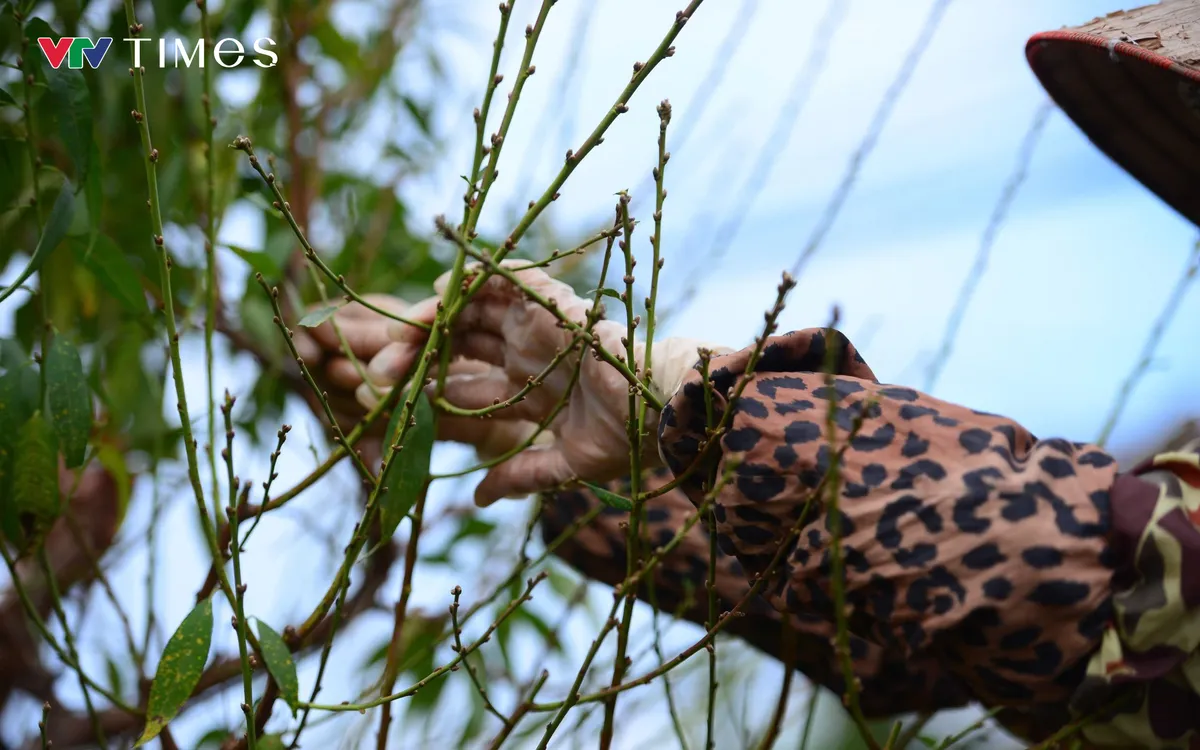 Khoảng cuối tháng 10, đầu tháng 11 Âm lịch là thời điểm người trồng đào Tết bắt đầu công đoạn tuốt lá. Đây là khâu then chốt, quyết định thời điểm cây đào ra hoa. Công việc này đòi hỏi sự cẩn thận và kinh nghiệm lâu năm để điều chỉnh hoa nở đúng vào những ngày Tết.
