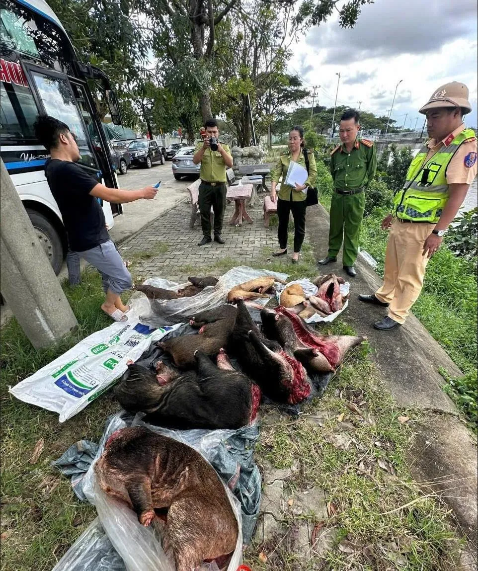 Dừng xe kh&aacute;ch ở hầm Hải V&acirc;n, ph&aacute;t hiện h&agrave;ng chục c&aacute; thể động vật rừng đ&ocirc;ng lạnh - Ảnh 1.