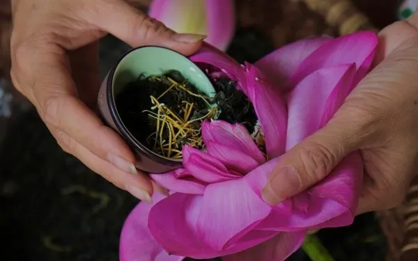 Độc đáo nghề làm trà sen ở Tây Hồ (Hà Nội)-  di sản văn hóa phi vật thể quốc gia