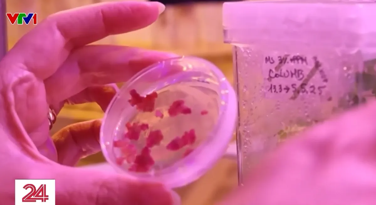 Bữa ăn tương lai của con người từ c&ocirc;ng nghệ tế b&agrave;o v&agrave; in 3D- Ảnh 1.