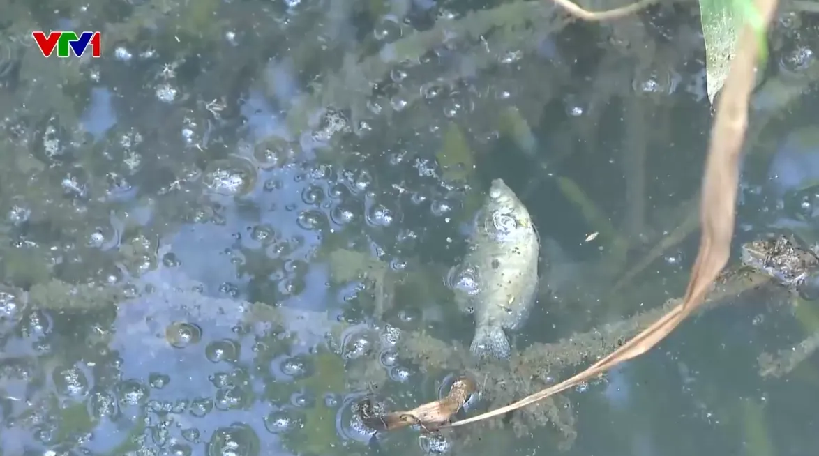 Làm rõ nhà máy xả thải làm dòng kênh ở Phú Thọ đổi màu, bốc mùi hôi - Ảnh 2.